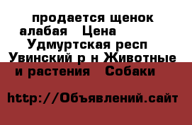 продается щенок алабая › Цена ­ 7 000 - Удмуртская респ., Увинский р-н Животные и растения » Собаки   